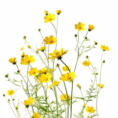 flowers of the field, yellow flowers with green stem on white background generated by AI