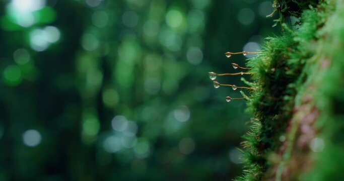 Drops of water on thick green moss in a laurel forest. Sun rays glint in droplets. Green subtropical background with bokeh.