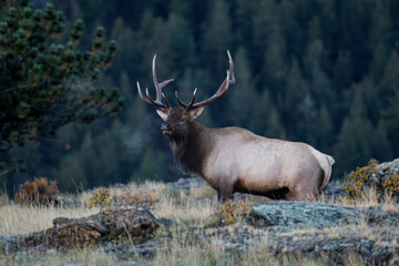 Naklejka na ściany i meble Elk in the early morning 