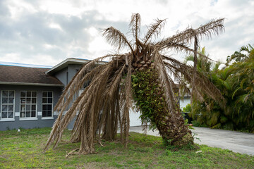 Dry dead palm tree on Florida home backyard