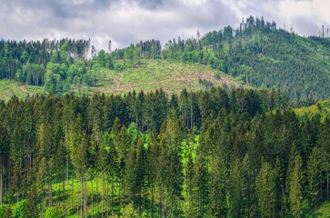 Mountain landscape in spring season. View of wooded hills and slope with cut down trees, Beskids mountains, Poland.