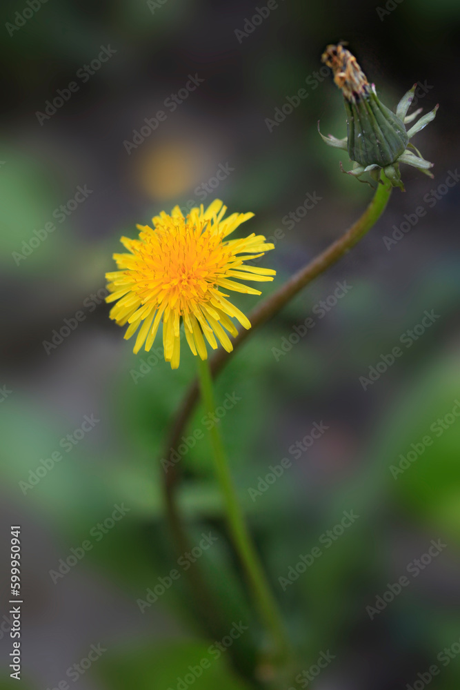 Sticker Yellow dandelions in spring garden