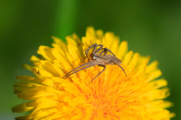 Yellow dandelions in spring garden