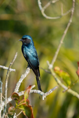 Obraz premium bronzed drongo bird from sundarban bangladesh