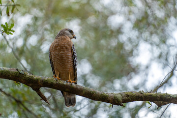 The red-shouldered hawk bird perching on a tree branch looking for prey to hunt in summer forest