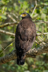 Crested serpent eagle bird sitting on a tree from sundarban Bangladesh