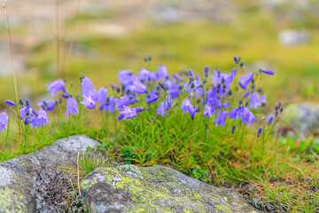 Obraz premium A cluster of purple earleaf bellflower flowers (Campanula cochleariifolia) on the slopes of Babia Góra in Beskid Żywiecki (Poland).