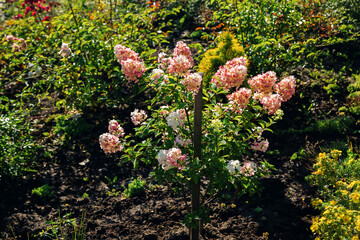 Beautiful blooming hydrangea paniculata or Limelight bush with bright pink flowers and green leaves, growing in a summer garden - obrazy, fototapety, plakaty