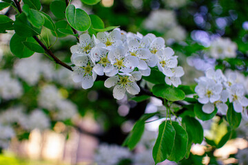 Beautiful blooming pear tree branches with white flowers growing in a garden. Spring nature background.