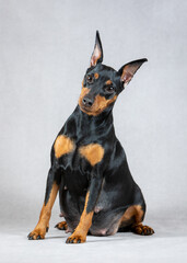 Fototapeta na wymiar Pregnant black and tan miniature pinscher dog sits on a gray background and looks at the camera