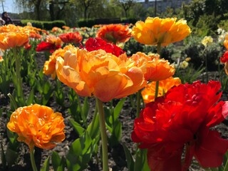 red and yellow tulips