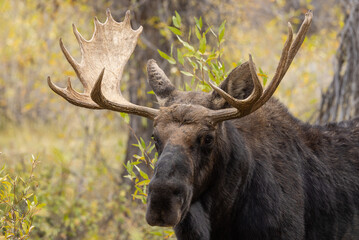 Bull Shiras Moose During the Rut in Autumn in Grand Teton National Park Wyoming