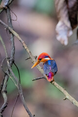 oriental dwarf kingfisher from rajkandi reserve forest sylhet Bangladesh