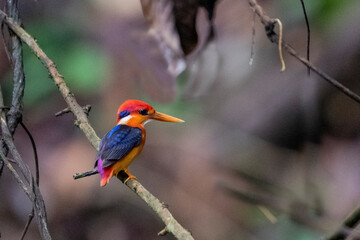 oriental dwarf kingfisher from rajkandi reserve forest sylhet Bangladesh