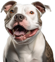 White and brindle Staffordshire Bull Terrier, Staffie, Happy portrait illustration 