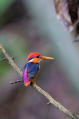 oriental dwarf kingfisher from rajkandi reserve forest sylhet Bangladesh