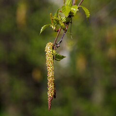 Catkins with pollen during the flowering of birch in spring time. Allergy to birch pollen