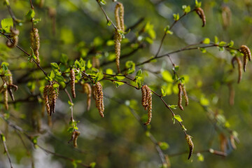 Catkins with pollen during the flowering of birch in spring time. Allergy to birch pollen