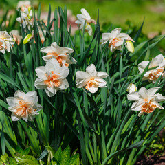 Narcissus (daffodils) bloom in spring garden. Bulbous plants in the garden