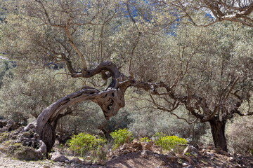 Obraz premium Uralte Olivenbaumbrücke