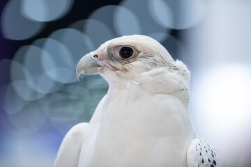 Falcon