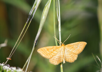 Idaea ochrata
