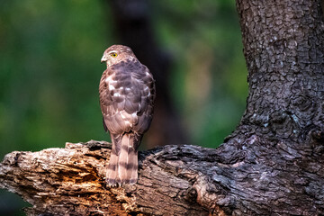 shikra bird from sundarban Bangladesh