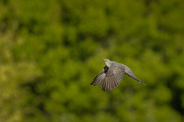 Common cuckoo