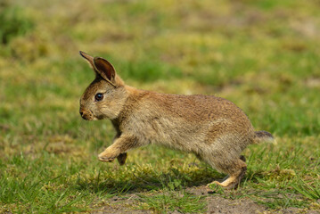 Naklejka na ściany i meble cute rabbit in the grass