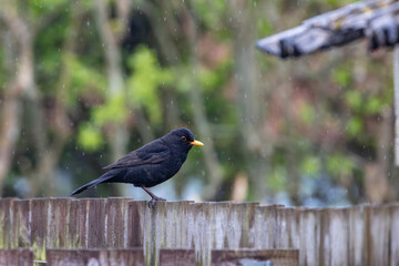 blackbird on a fence soaked in rain