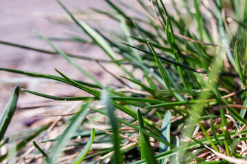 Young green blades of grass close up