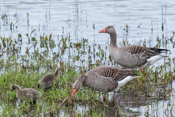 Gray Groose parents protecting their children