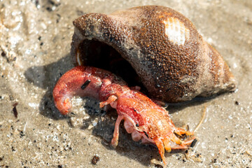 Mini lobster has crawled out of his shell on the beach