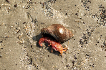 Mini lobster has crawled out of his shell on the beach