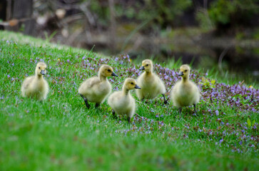 goslings walking