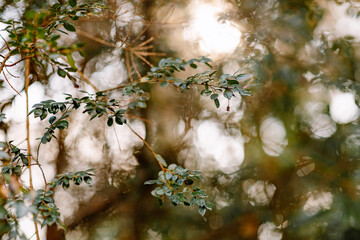 Spring sunlight through the trees Background 