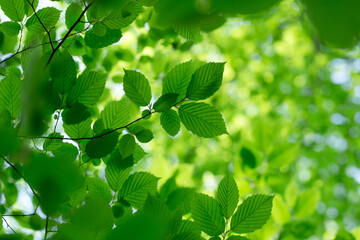 green leaves on the green backgrounds