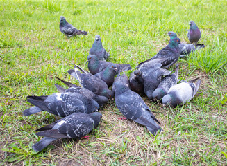 Obraz premium Pigeons pecking at food on the grass, on the street, close-up, selective focus. Gray pigeons in close-up, pecking grains from the ground. Pigeons eat food in the park, a selective focus.