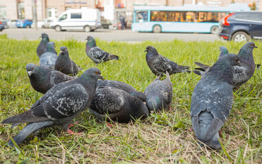 Pigeons pecking at food on the grass, on the street, close-up, selective focus. Gray pigeons in close-up, pecking grains from the ground. Pigeons eat food in the park, a selective focus.