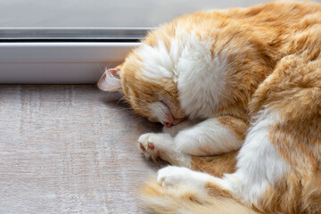 Fototapeta premium red fluffy cat curled up sleeping on the windowsill. Cute pets, sleep and rest