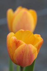 Yellow Tulip. Flowers. Print of Flowers Photo. Digital Download. Home decor. Wall decor. 