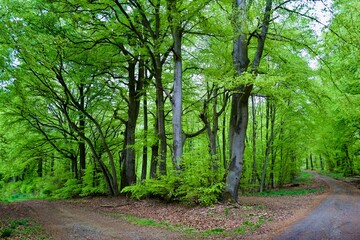 Beech trees in the spring located at a small forest path