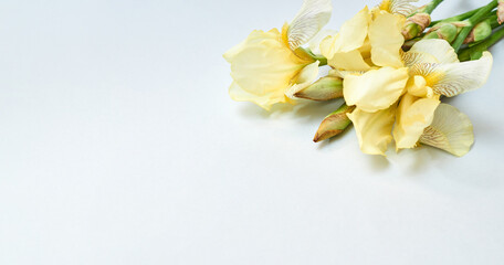 Yellow irises on a light background. Banner for a flower shop with copy space