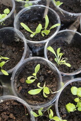 seedlings in a greenhouse
