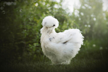 Fluffy silkie chicken in garden