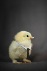Adorable chick on a black background