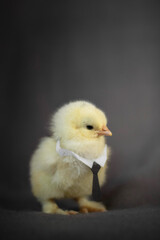 Adorable chick on a black background