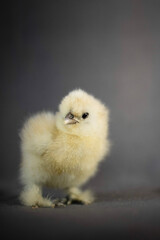 Adorable sillkie chick