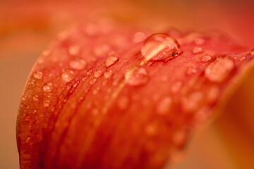 Red flower with drops