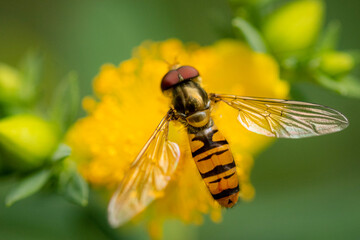 Fly on yellow flower